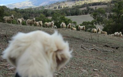 The Mission First Mindset: Why Intentional Living Defines the Sheepdog