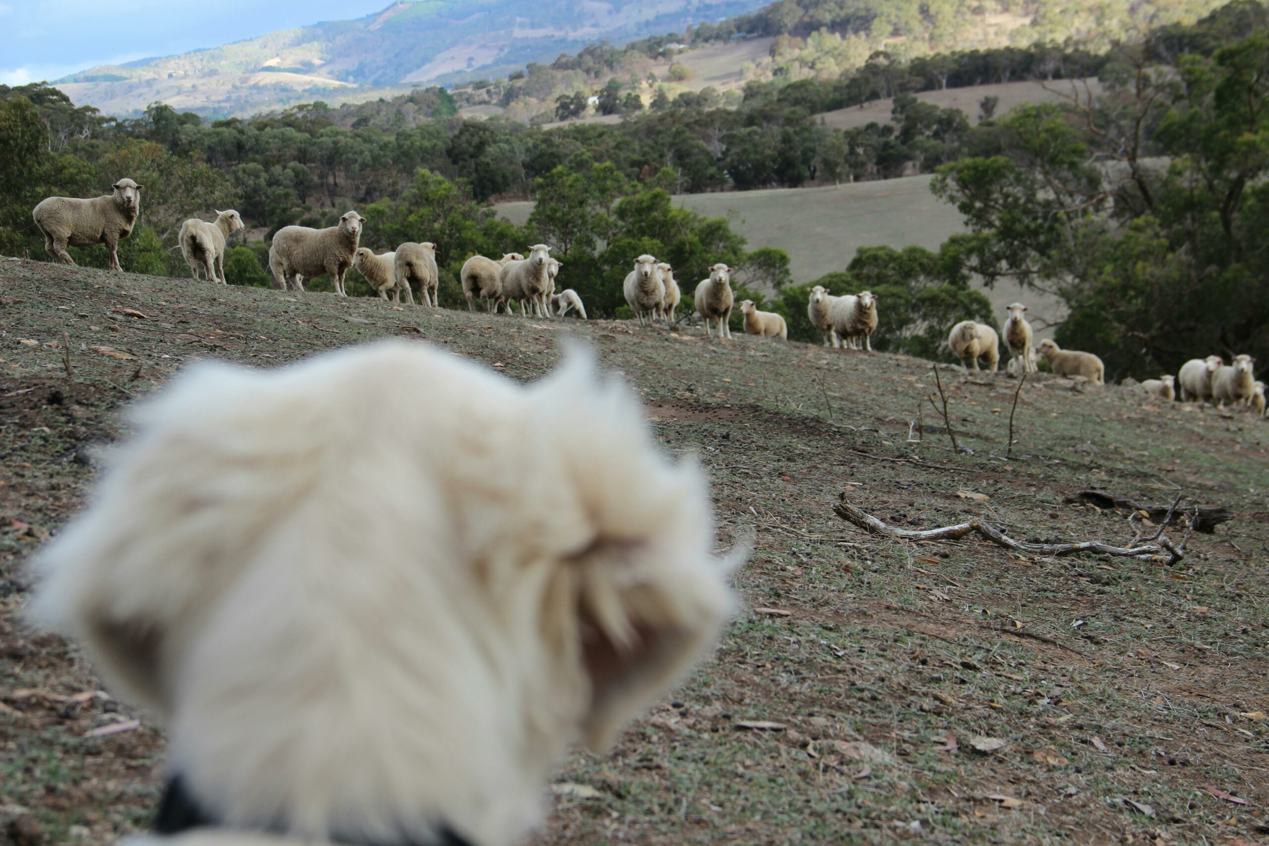 The Mission First Mindset: Why Intentional Living Defines the Sheepdog