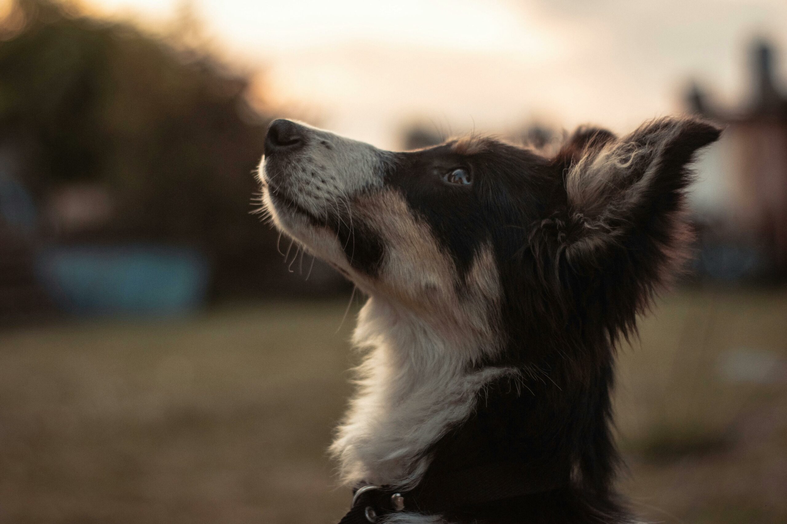 Sheepdog Rising