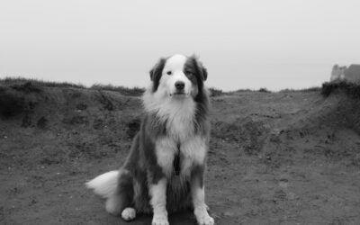 The Purpose-Driven Life of a Sheepdog By Design