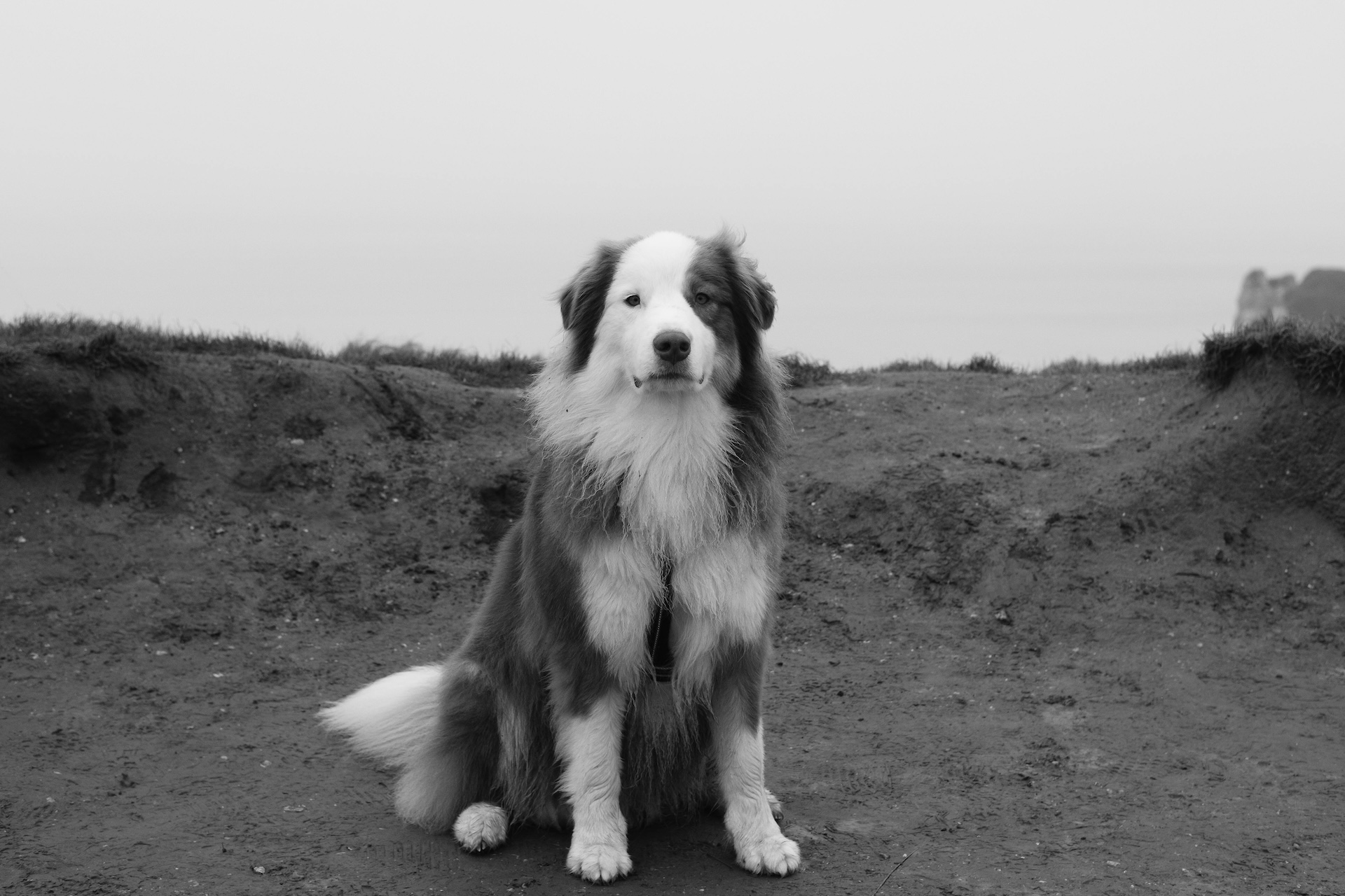 The Purpose-Driven Life of a Sheepdog By Design